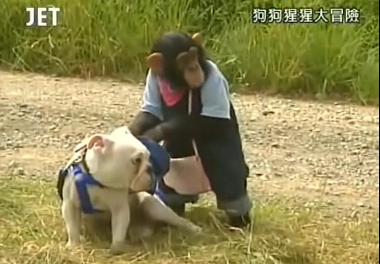 《狗狗猩猩大冒险》：猩猩和狗狗的日常生活，想象力无限，笑点连连